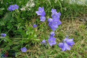 campanula rhomboidalis (6)